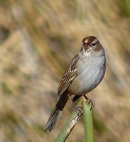 White-crowned Sparrow, immature